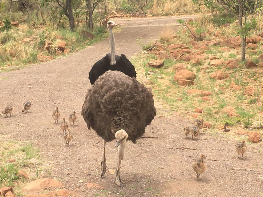 Mabalingwe Uzuri Lodge بيلا-بيلا المظهر الخارجي الصورة