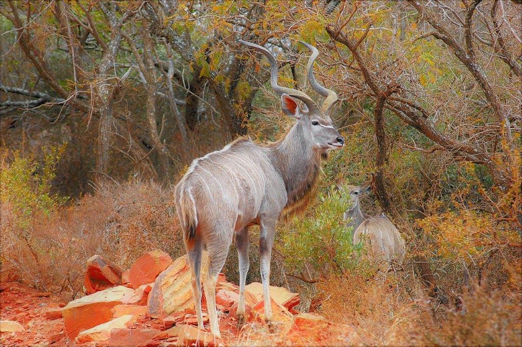 Mabalingwe Uzuri Lodge بيلا-بيلا المظهر الخارجي الصورة